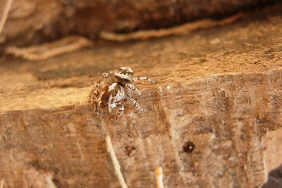 Icius sp.; Philaeus chrysops; Habrocestum cfr. egaeum